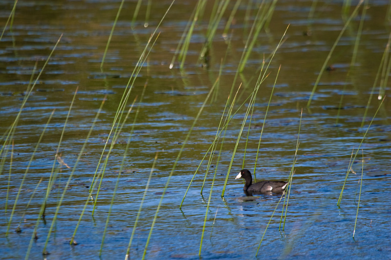 American Coot In Reeds